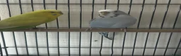 Budgerigars birds for sale: Cute budgies - Advert 1