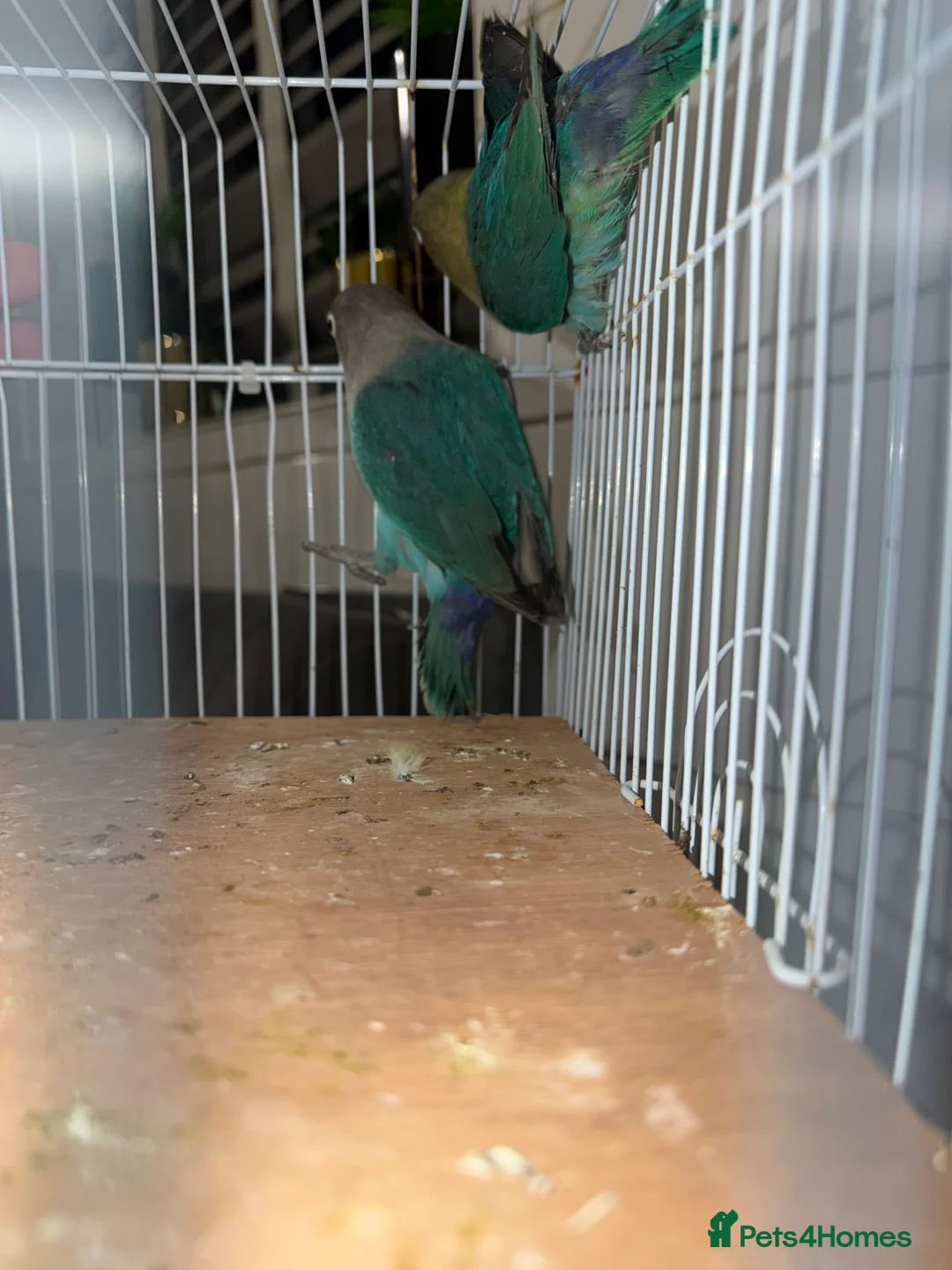 Lovebirds birds for sale: Young pair of lovebird - Advert 4