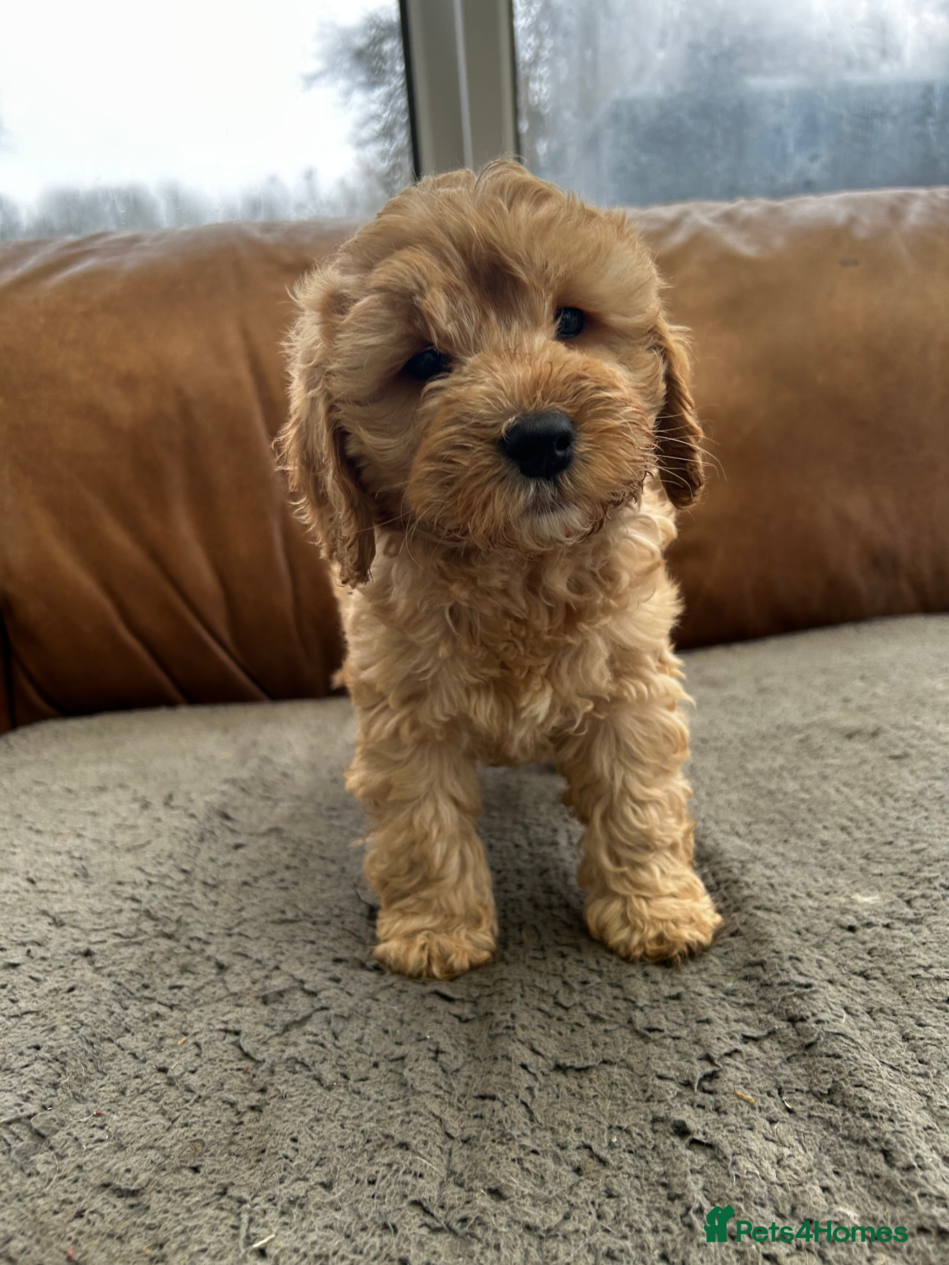 Cockapoo dogs READY TO GO 3 Golden Cockapoos  - Advert 1