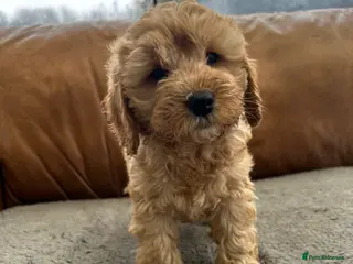 Cockapoo dogs READY TO GO 3 Golden Cockapoos - Advert 1