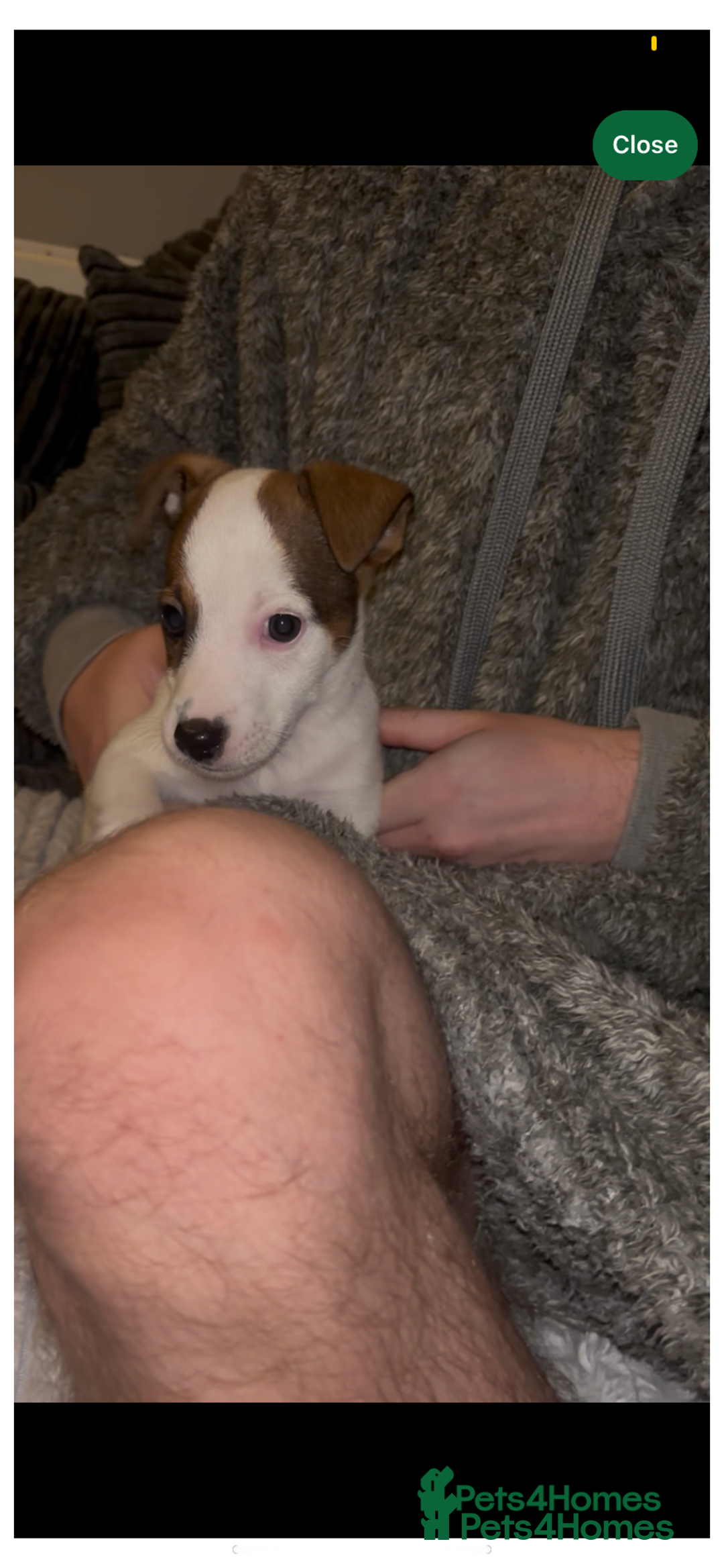 Jack Russell dogs for sale: Jack Russel puppies  - Advert 5