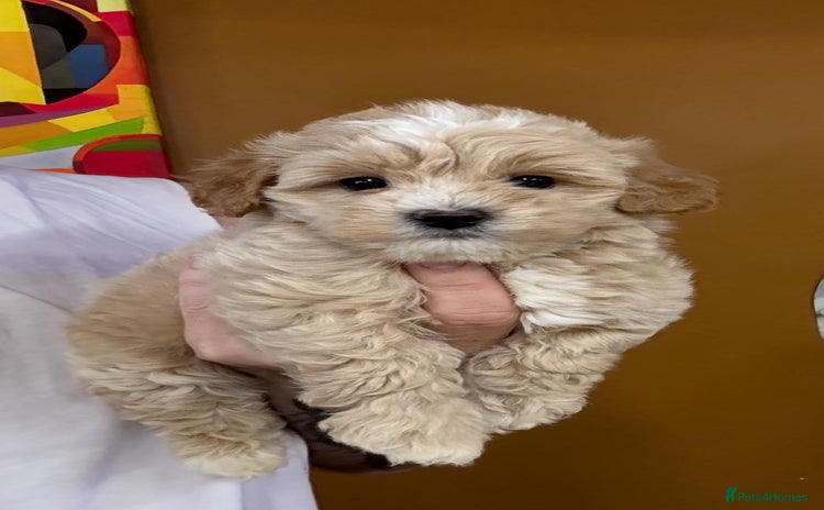 Maltipoo dogs - Advert 7