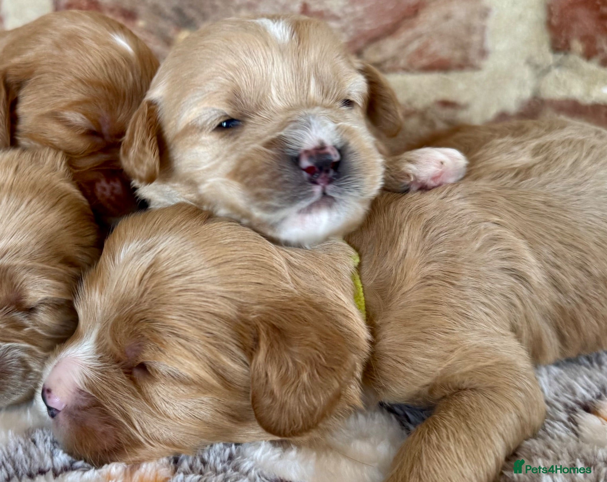 Cavapoo dogs F1 cavapoo males 💙💚 - Advert 1