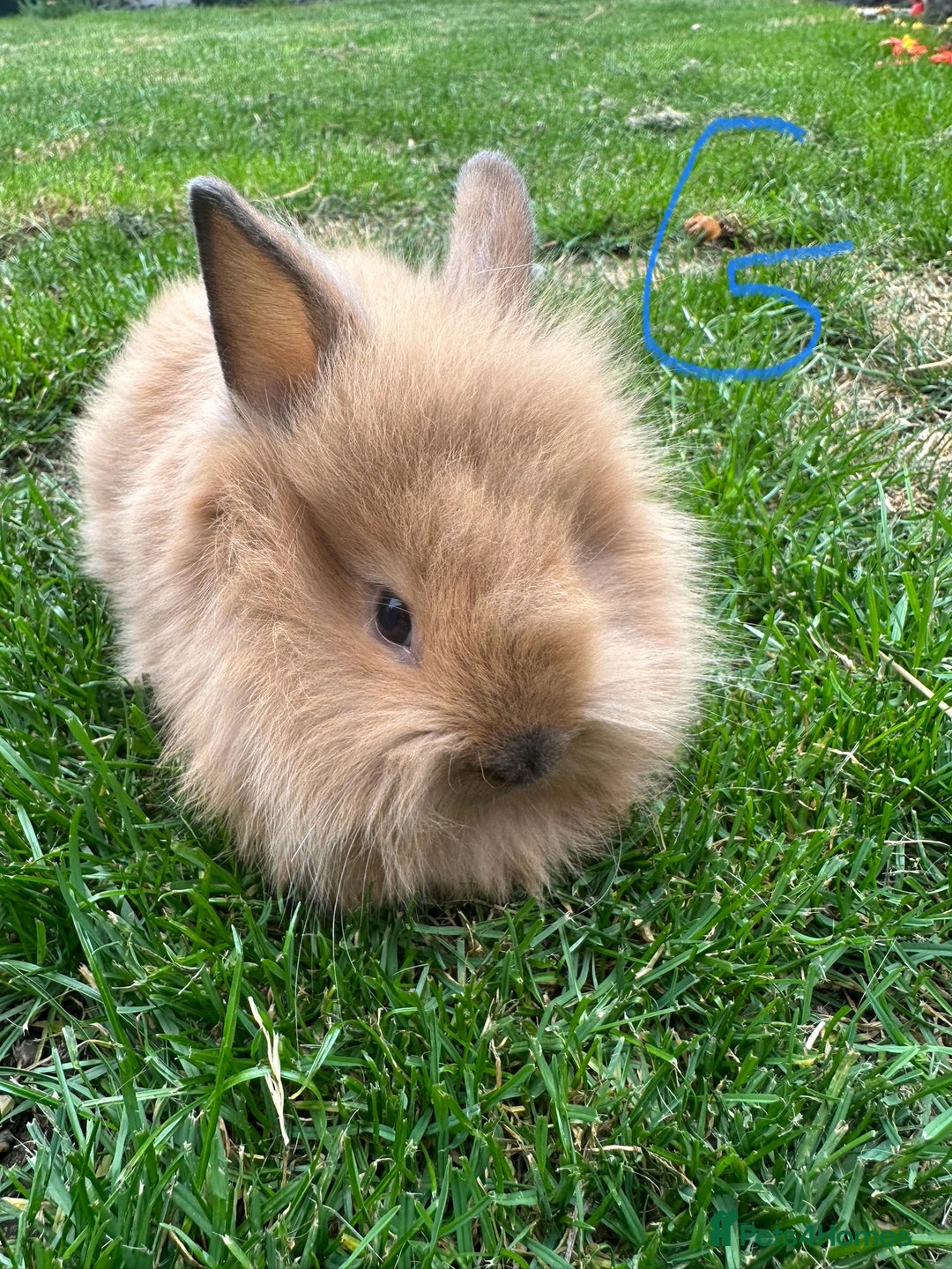 Lionhead rabbits for sale: Lionhead rabbits for sale  - Image 4
