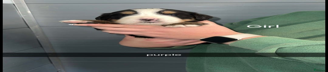 Bernese Mountain Dog Puppy 3