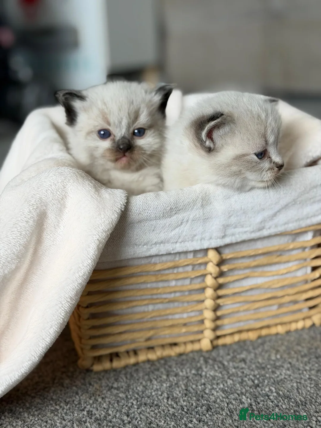 Ragdoll cats for sale: PEDIGREE REGISTERED RAGDOLL KITTENS - Advert 2