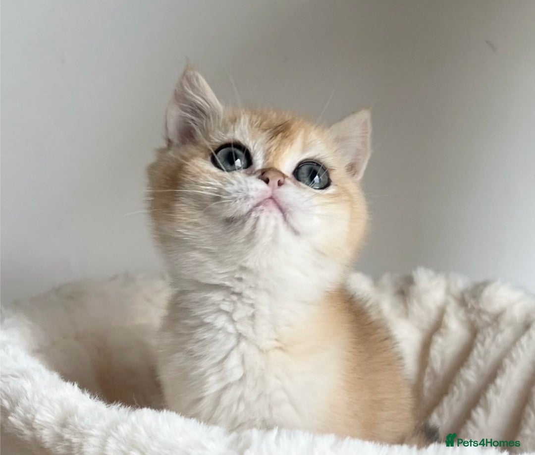 British Shorthair cats for sale: 💕Rare Show Quality Golden BRI ny12 Girl 💕 - Image 1