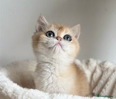 British Shorthair cats - Advert 7