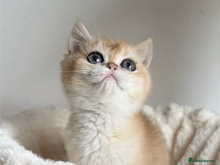 British Shorthair cats - Advert 14