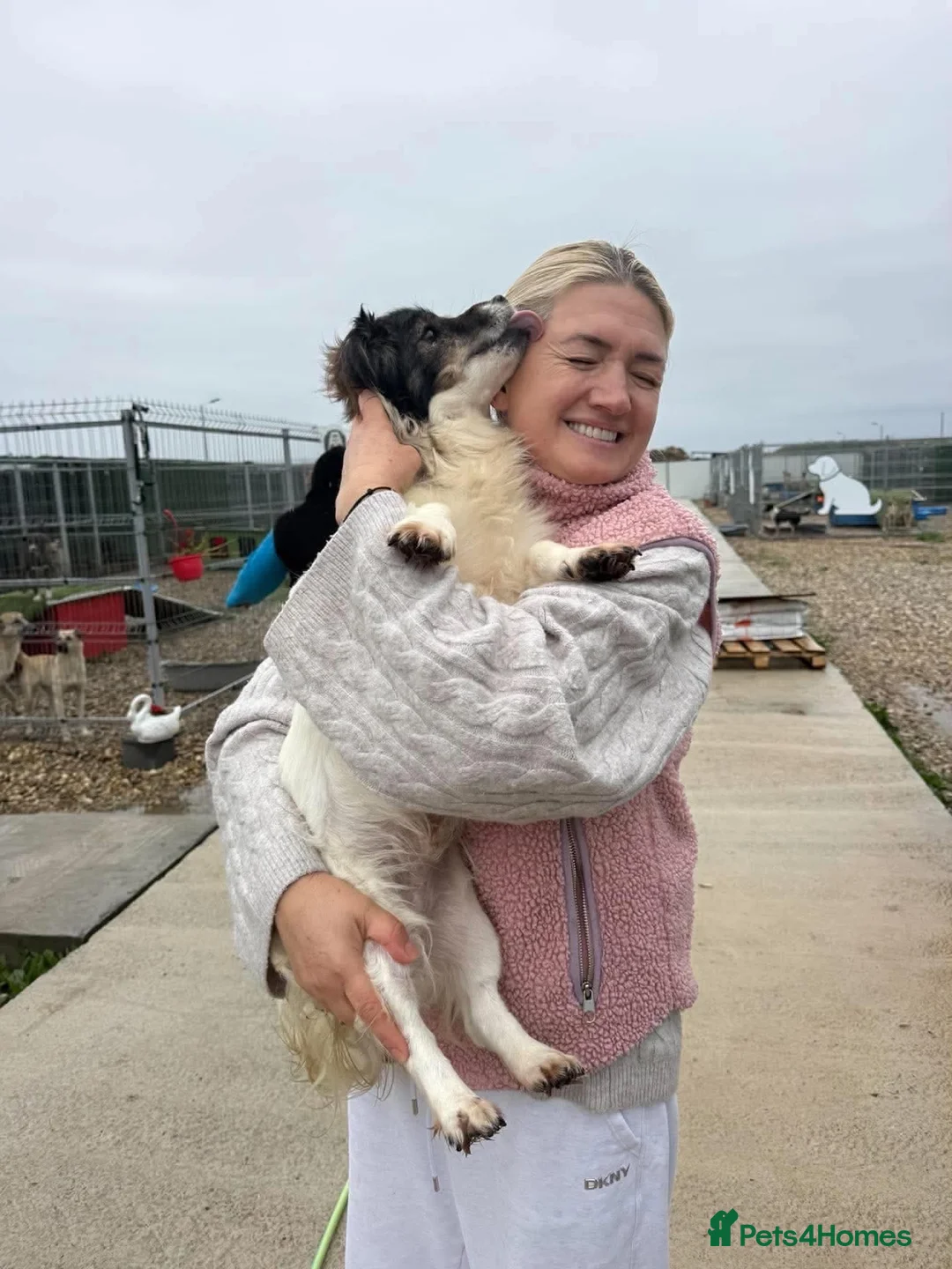 Mixed Breed dogs for adoption: Rocky - Swaffham Norfolk  in Swaffham - Advert 14