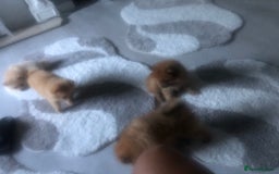 Pomeranian dogs for sale: Pomeranian 2girl2 boys  - Image 13