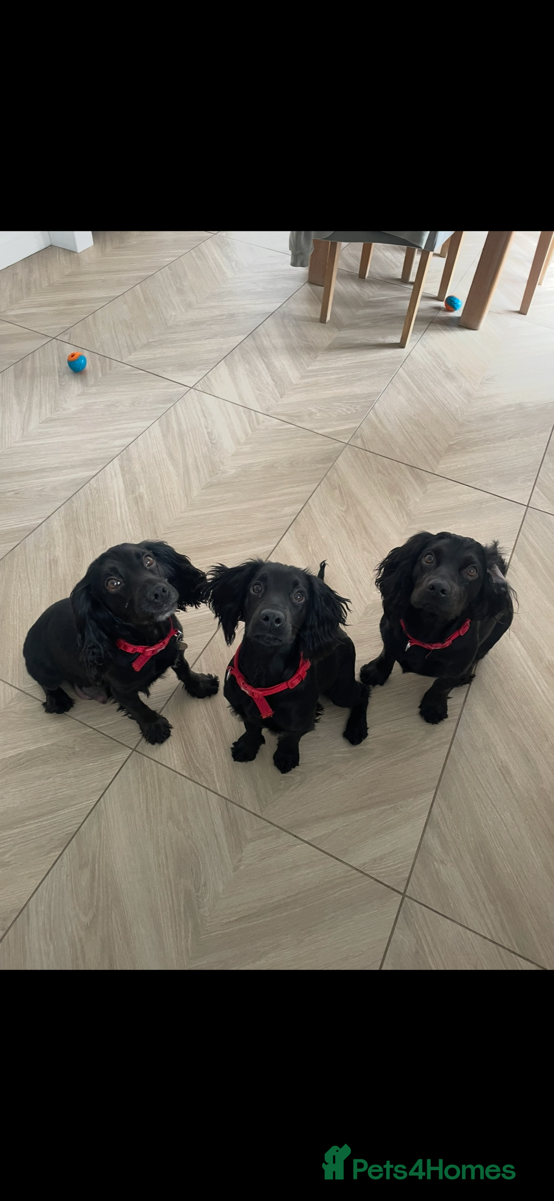 Cocker Spaniel dogs for sale: The most gorgeous litter of tiny cocker spaniels - Image 5