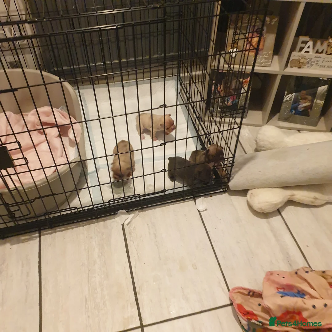 French Bulldog dogs for sale: 4French bulldog puppies 5weeks old kc registered  - Advert 4