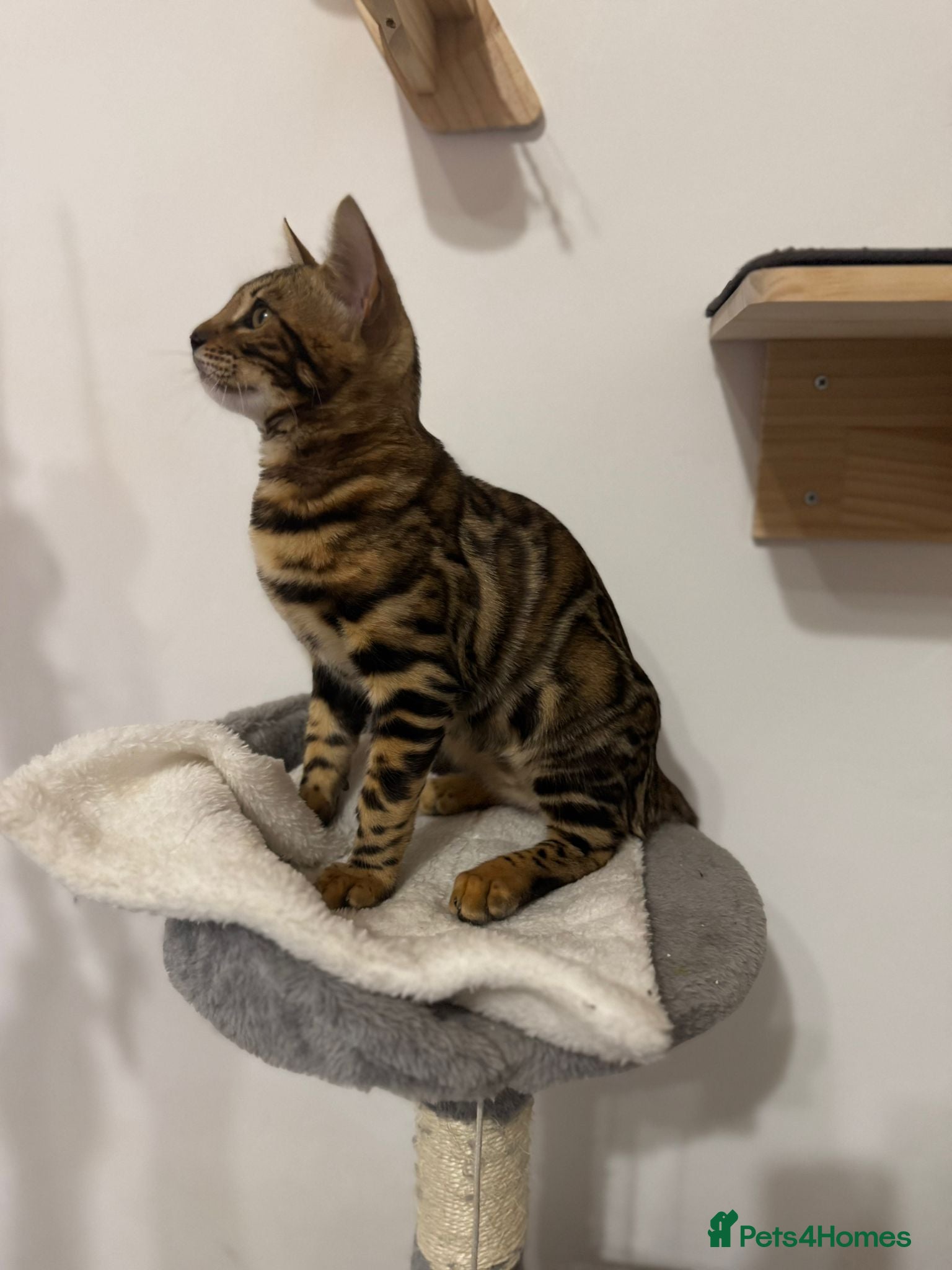 Bengal cats Beautiful Bengal Girl Kitten. Ready Now – TICA Reg - Advert 2