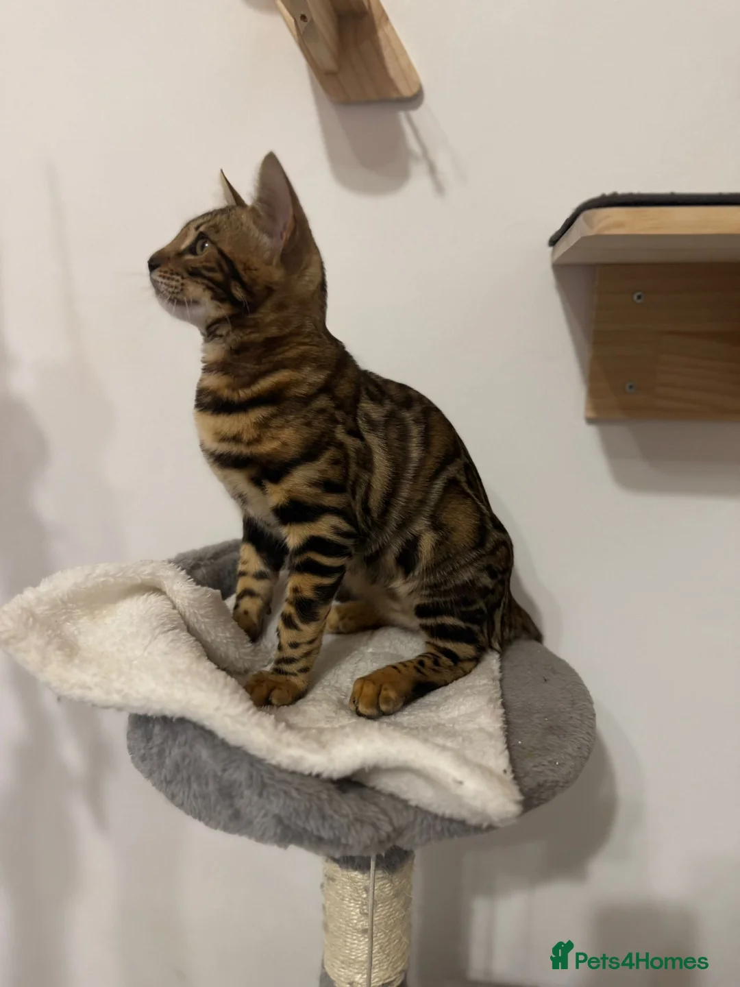 Bengal cats for sale: Beautiful Bengal Girl Kitten. Ready Now – TICA Reg - Advert 2