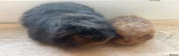 Guinea Pig rodents for sale: Father and son Swiss boys - Advert 2