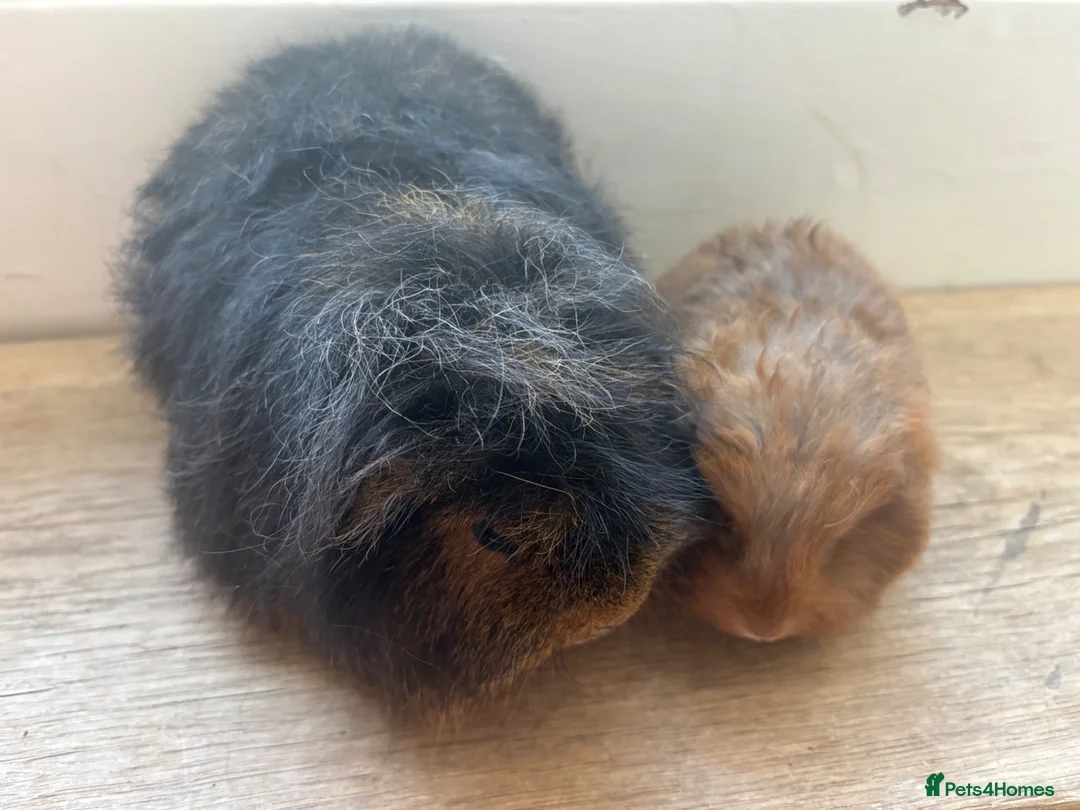 Guinea Pig rodents for sale: Father and son Swiss boys - Advert 2