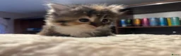 Mixed Breed cats for sale: Beautiful longhair kittens for sale  - Advert 13
