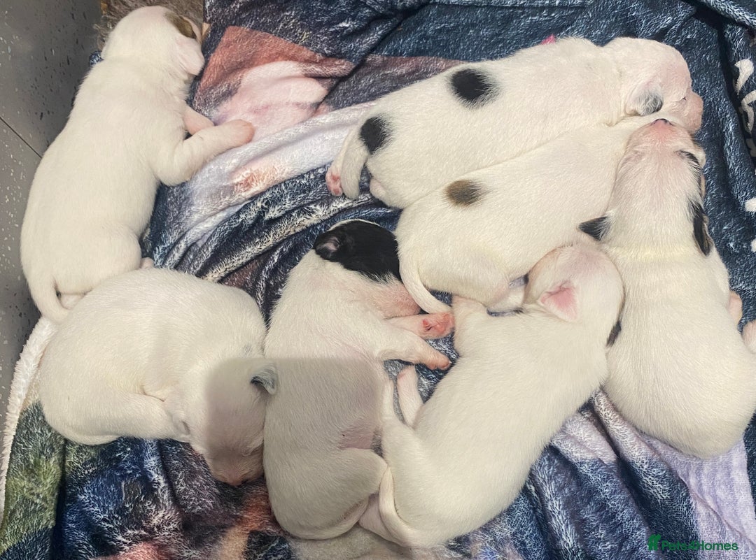 Parson Russell dogs for sale: KC Reg Champion lineage Puppys - Image 3