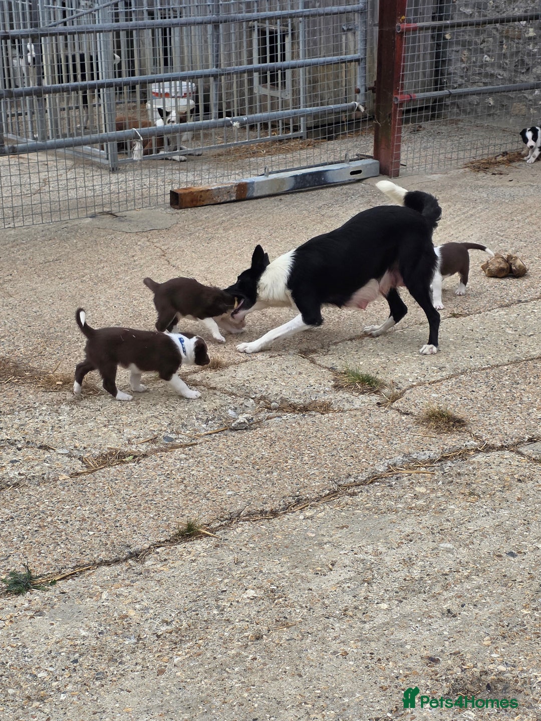 Border Collie dogs for sale: Collie puppies - Image 3