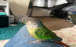 Conures birds for sale: Bird on sale - Image 4