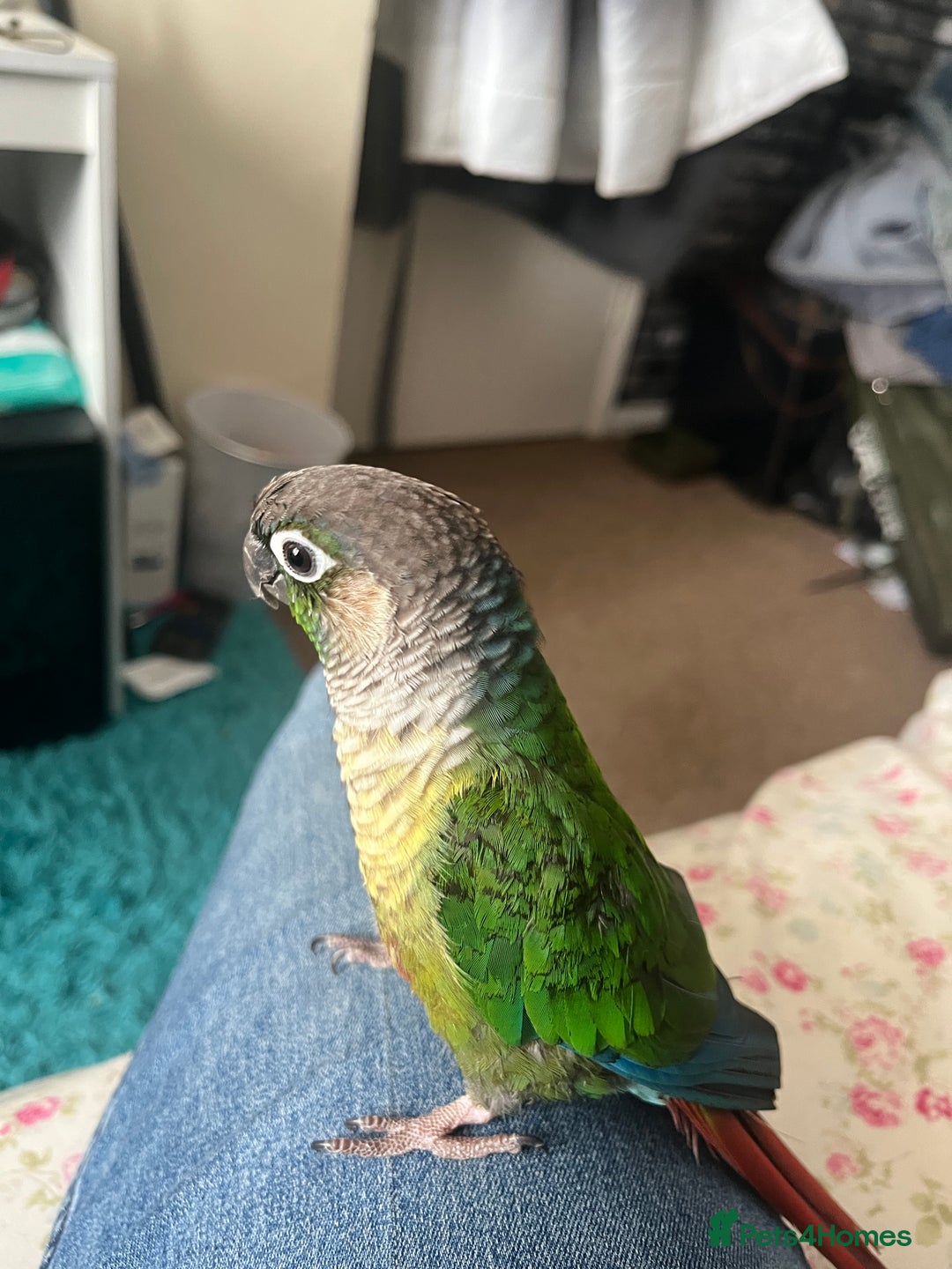 Conures birds for sale: Bird on sale - Image 4