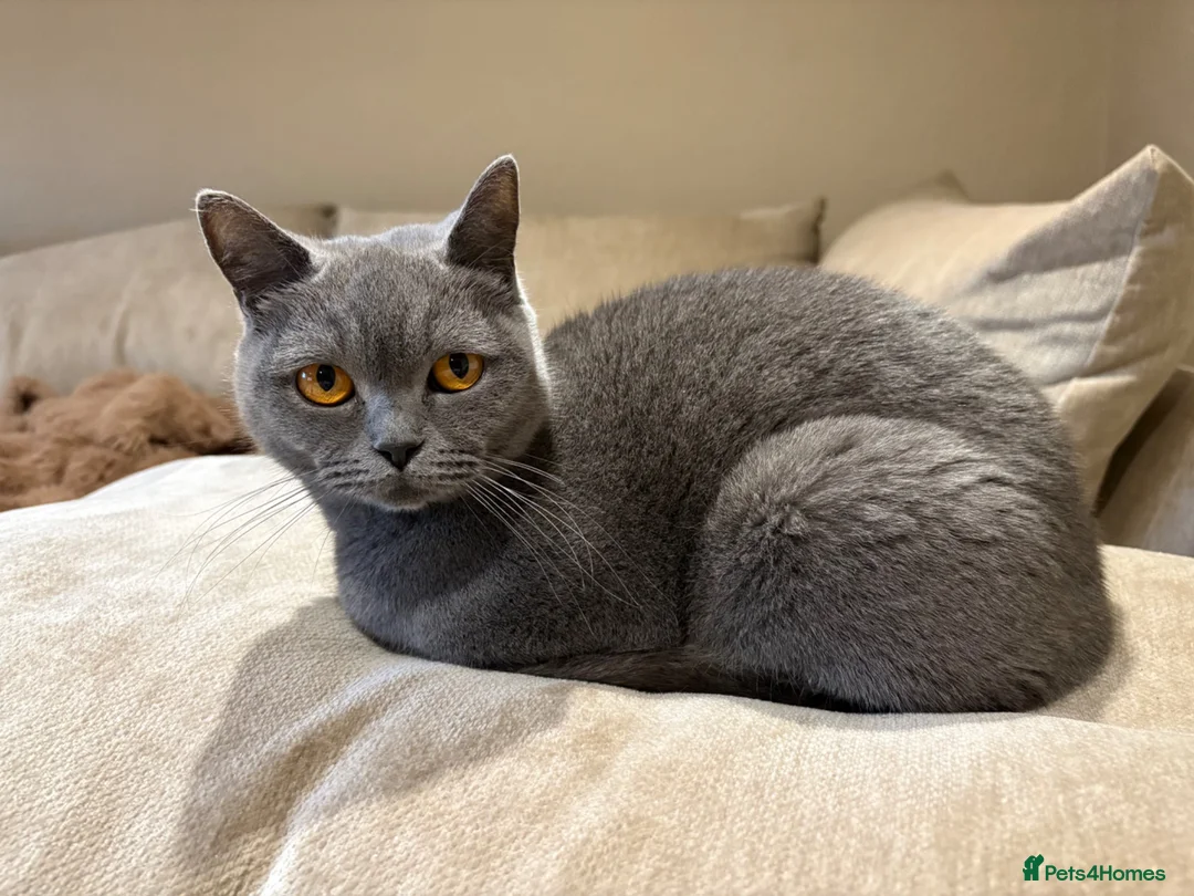British Shorthair cats for sale: Gorgeous blue British Shorthair SPAYED female  - Advert 1