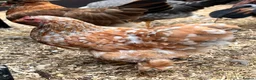 Chickens poultry for sale: Millefleur Pekin pair - Advert 1