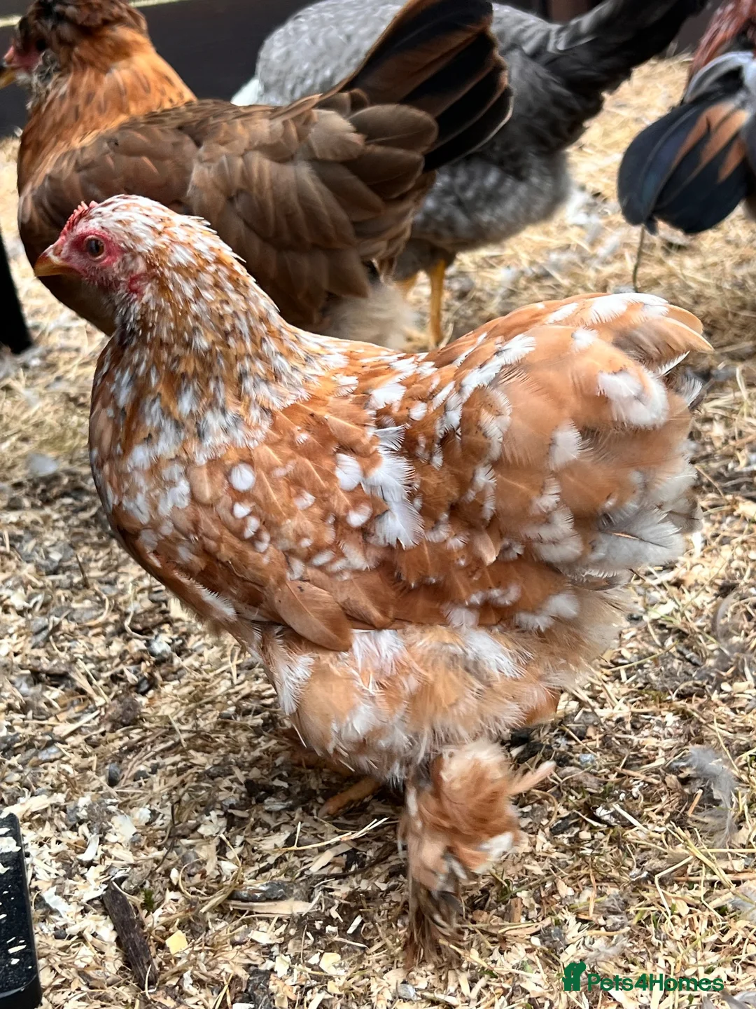 Chickens poultry for sale: Millefleur Pekin pair - Advert 1
