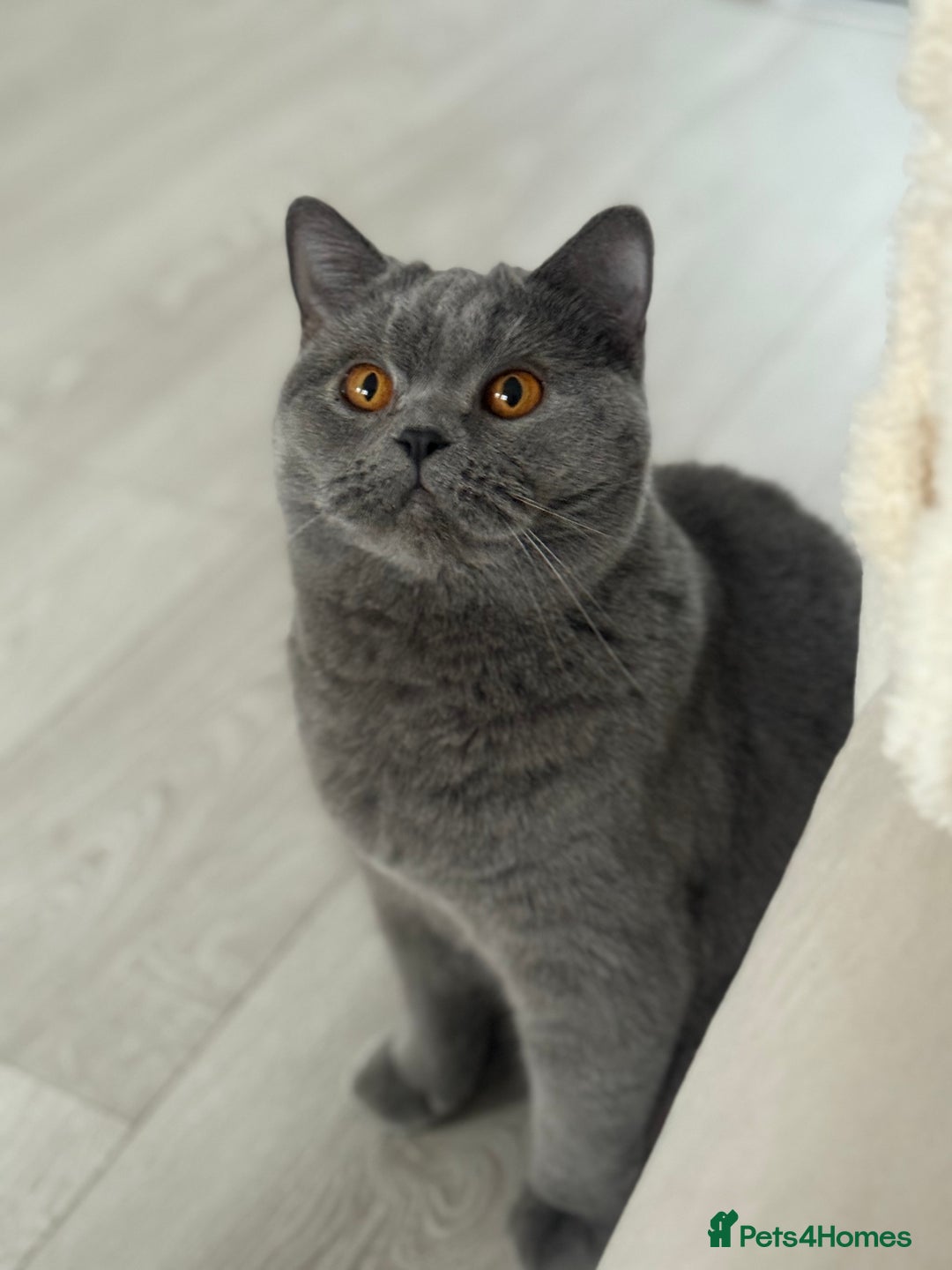 British Shorthair cats for sale: Blue British Shorthair Sisters Sold Together 🌸 - Advert 7