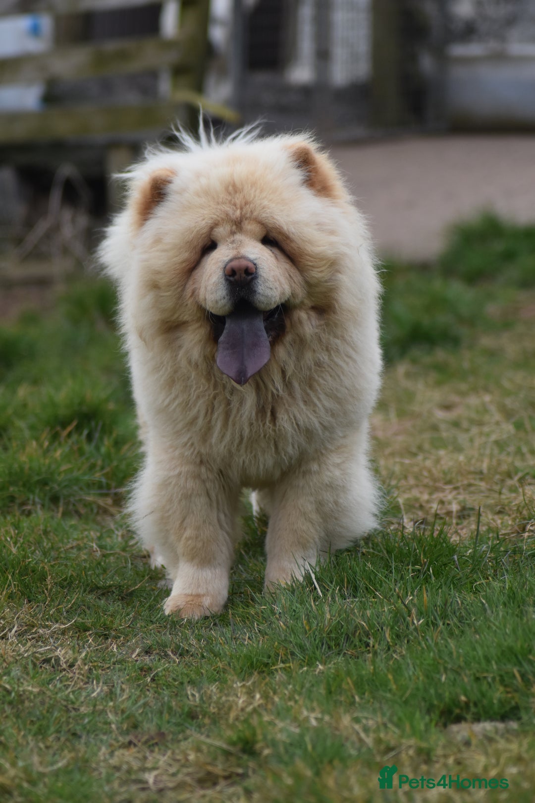 Chow Chow dogs for stud: Stunning KC registered cream boy, carries dilute. - Image 3