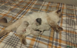 Mixed Breed cats for sale: Two stunning colour point boys ready now  - Image 8