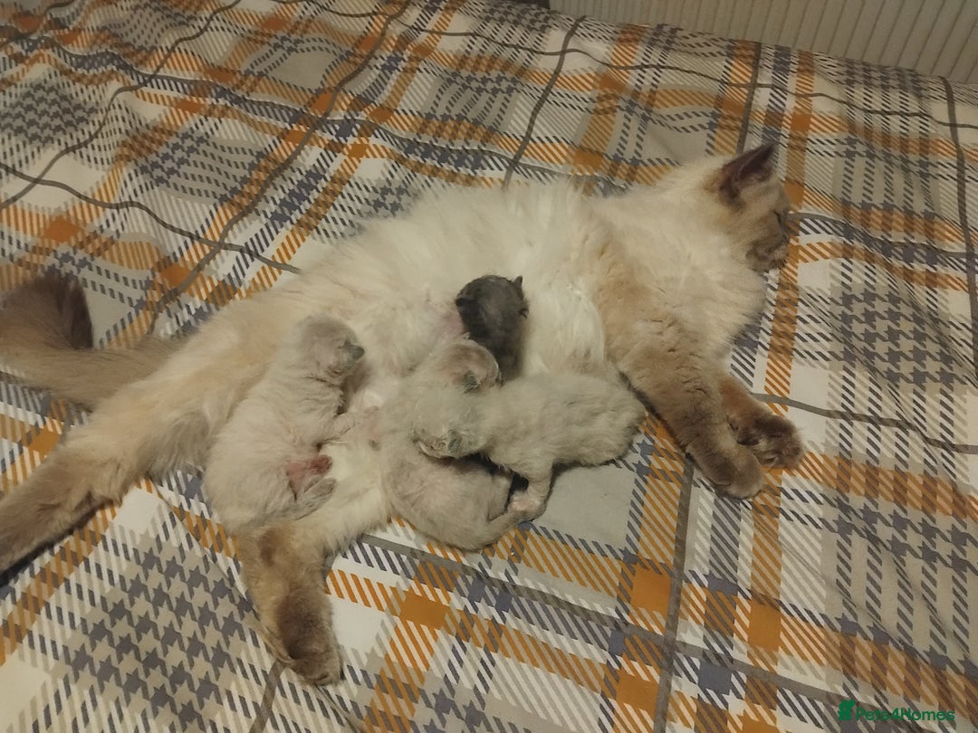 Mixed Breed cats for sale: Two stunning colour point boys ready now  - Image 8