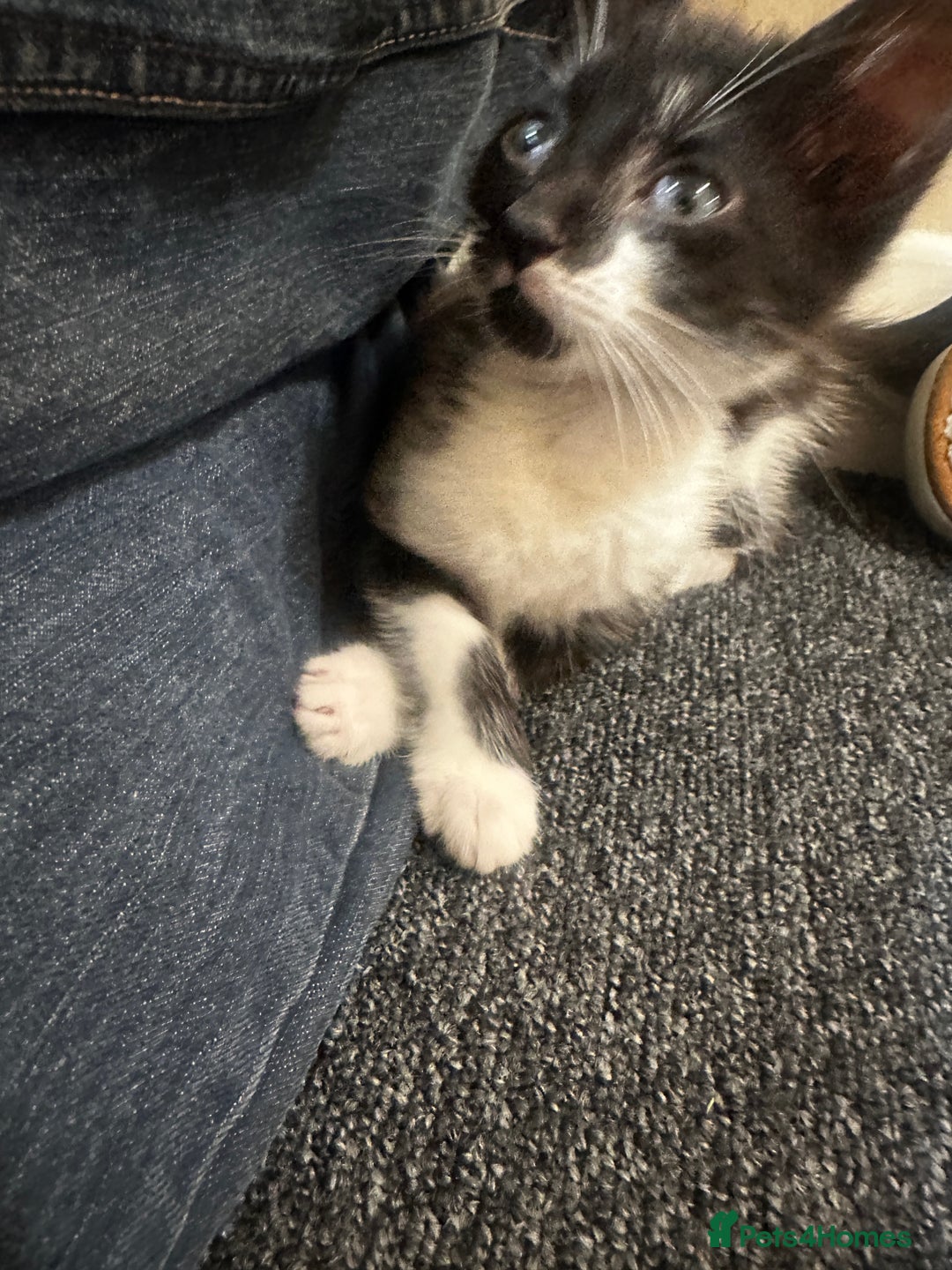 Mixed Breed cats for sale: Gorgeous Black + White Tuxedo 🇬🇧 Shorthair Mix - Image 5