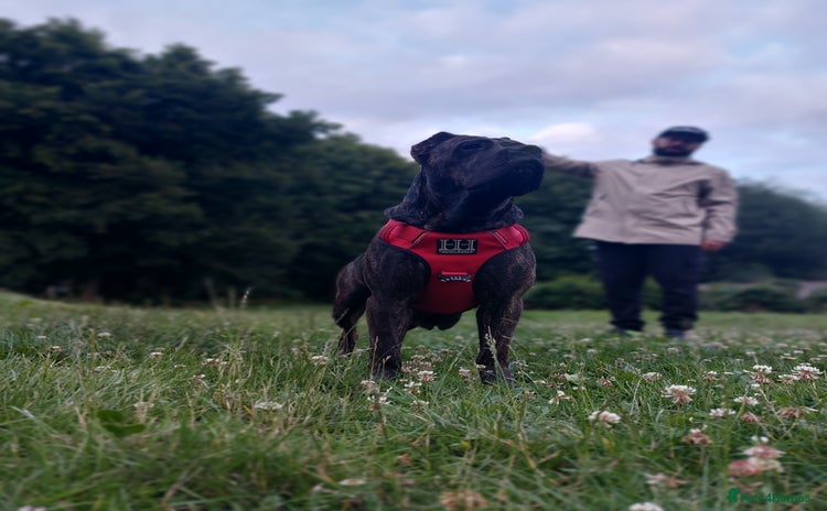 Cane Corso dogs - Advert 1