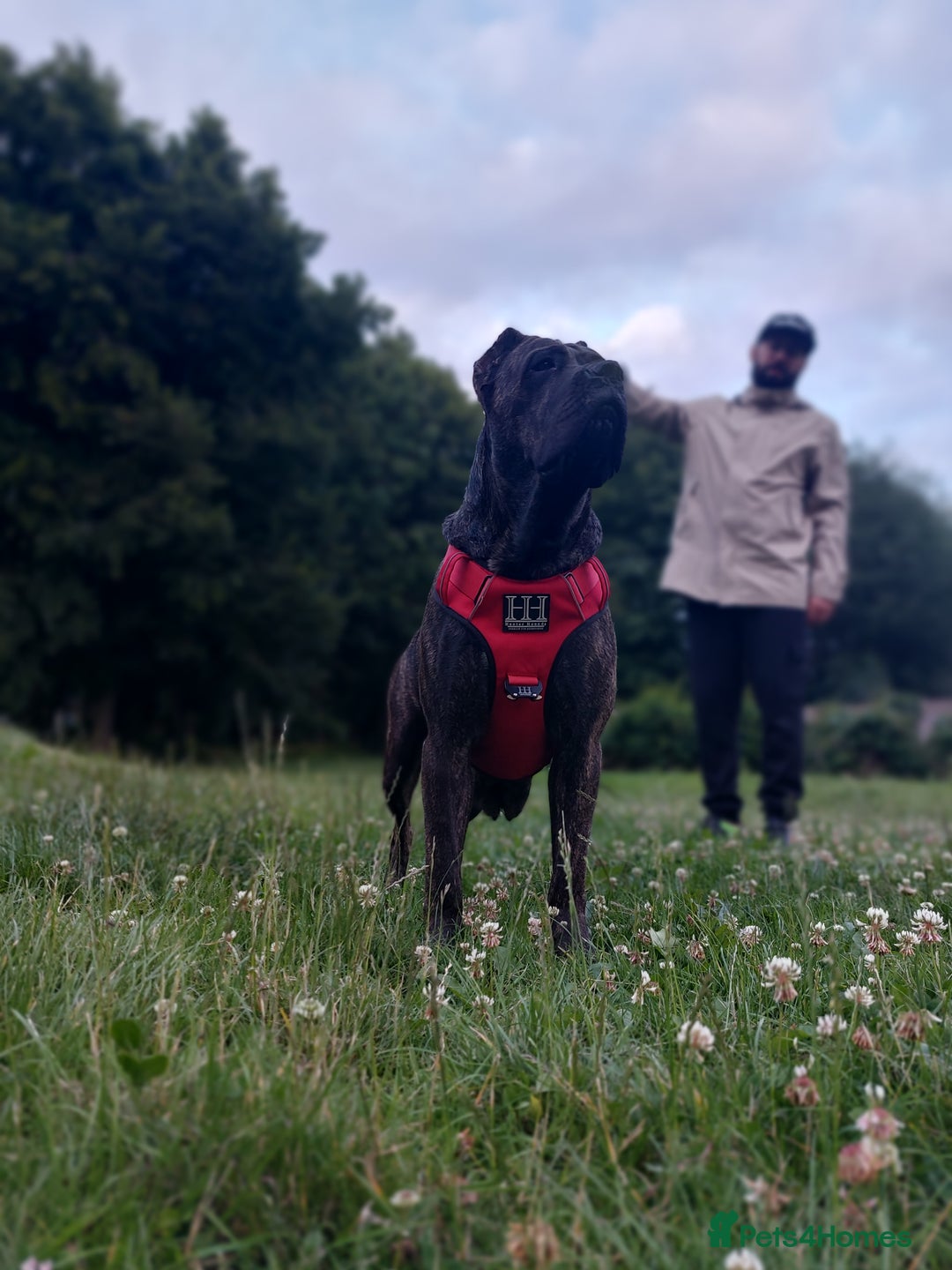 Cane Corso dogs for sale: Cane Corso - Image 1