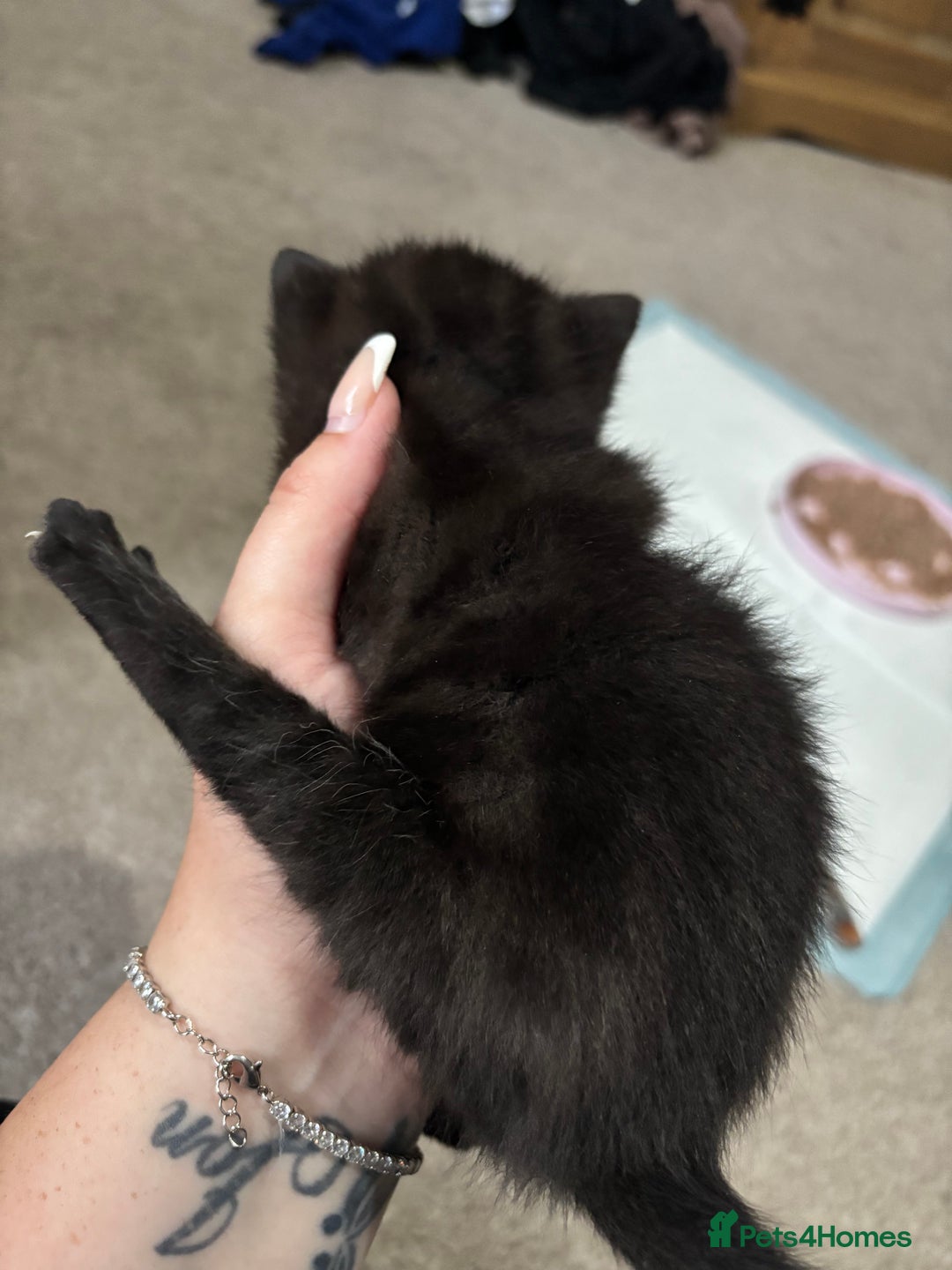 Domestic Shorthair cats for sale: Black and grey kittens - Image 4