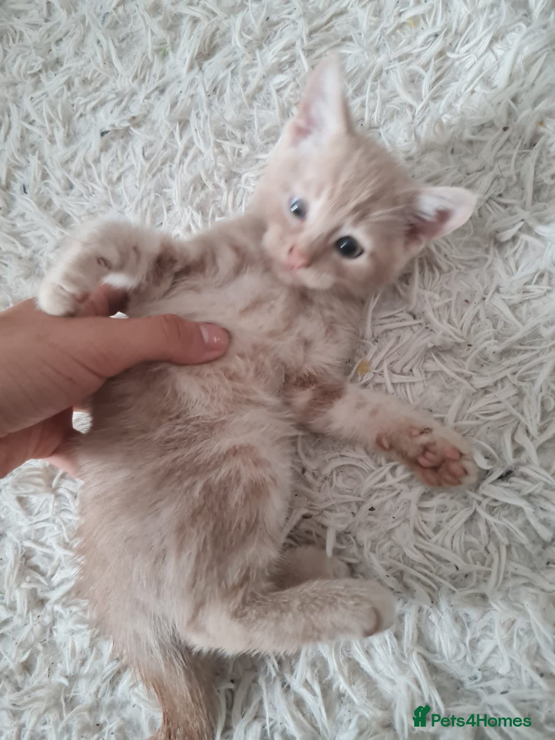 Mixed Breed cats for sale: Beautiful fluffy kittens - Image 2