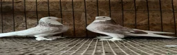 Pigeons birds for sale: FANCY WEST OF ENGLAND TUMBLERS  - Advert 25