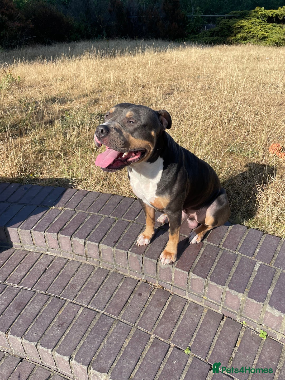 Mixed Breed dogs for stud: Beautiful boy to stud  - Image 2