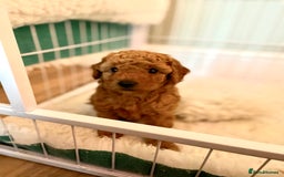 Miniature Poodle dogs for sale: 1 reserved 2 remaining ready 15th October  - Image 5