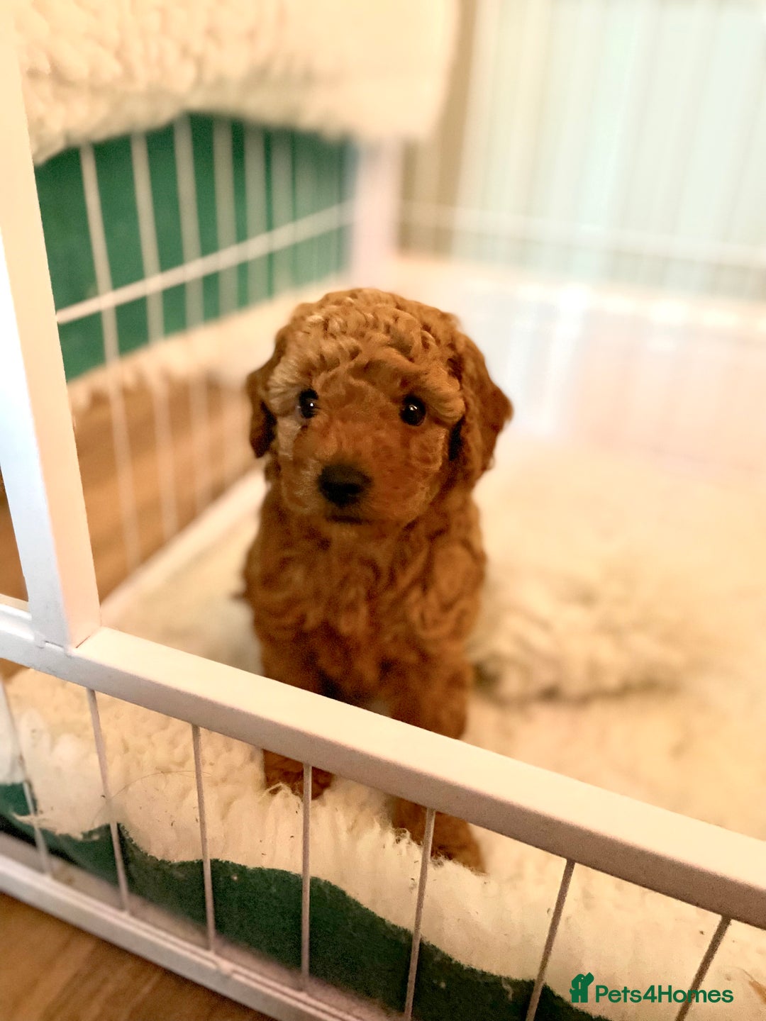 Miniature Poodle dogs for sale: 1 reserved 2 remaining ready 15th October  - Image 5