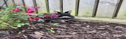 Dutch rabbits for sale: 2 Female Dutch dwarf rabbits - Advert 1