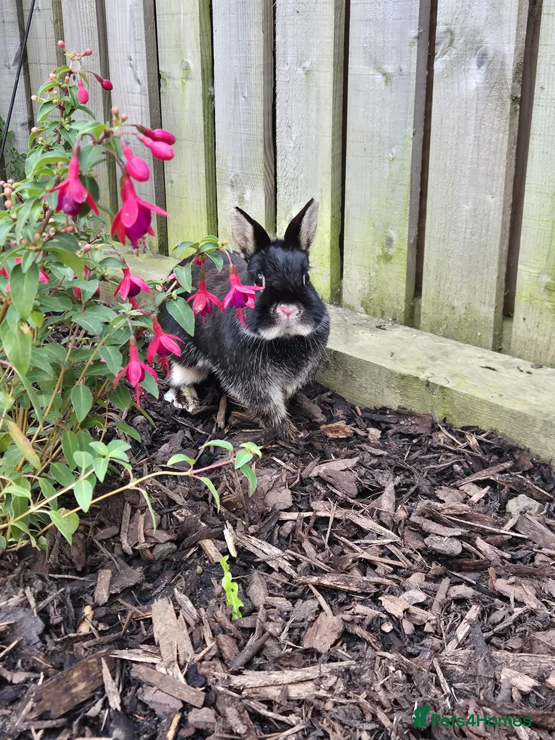 Dutch rabbits for sale: 2 Female Dutch dwarf rabbits - Advert 1