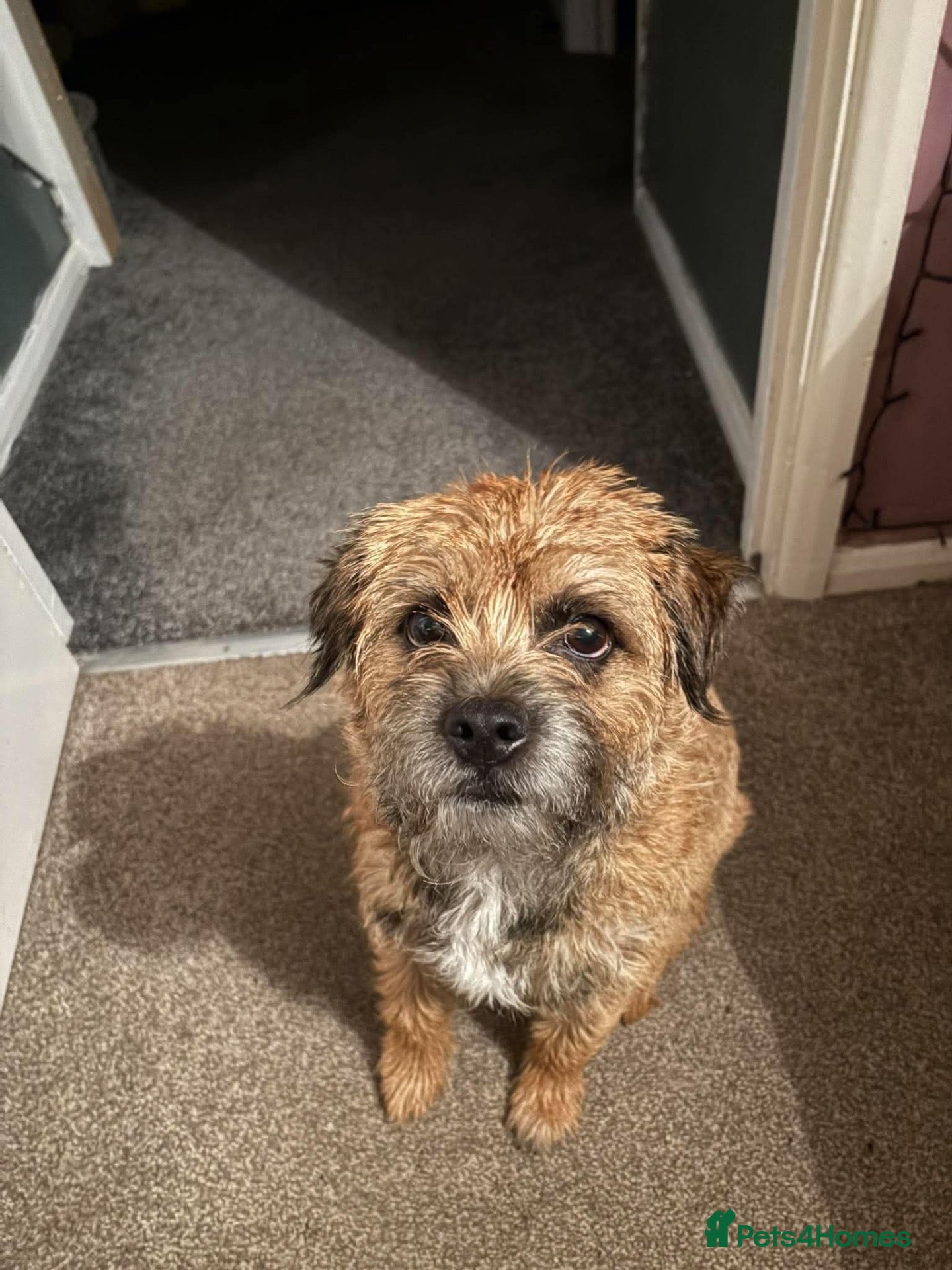 Border Terrier dogs 3.5 year old male Border Terrier - Advert 1