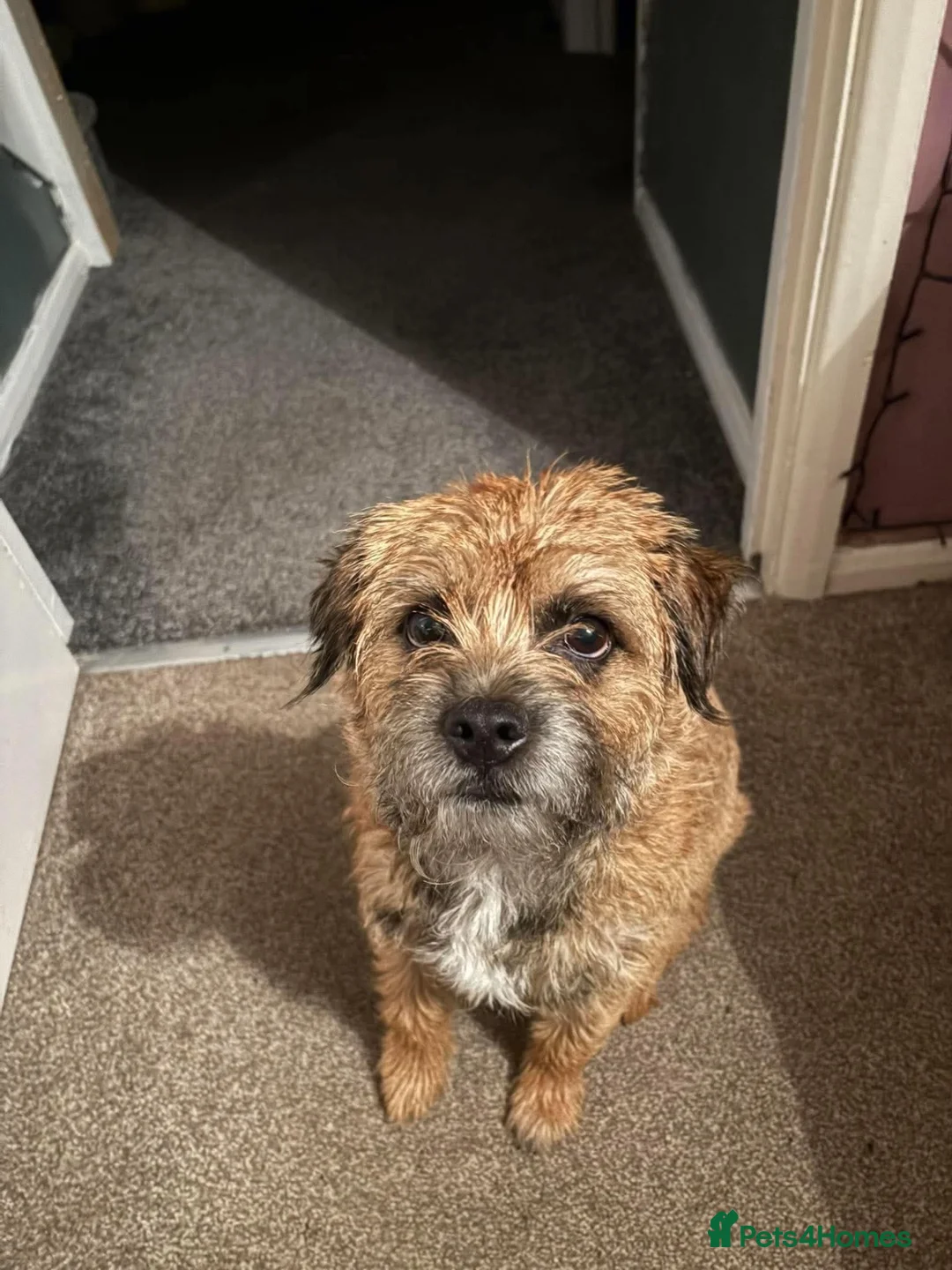 Border Terrier dogs for sale: 3.5 year old male Border Terrier - Advert 1