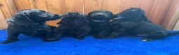 Labradoodle dogs for sale: Ready to leave. Beautiful puppies 😍😍 - Advert 3