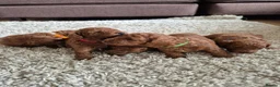 Toy Poodle dogs for sale: Kc regd Toy Poodles  - Advert 3