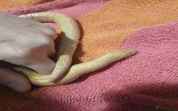 Snake reptiles for sale: Albino Sandboa and vivarium for sale - Advert 2