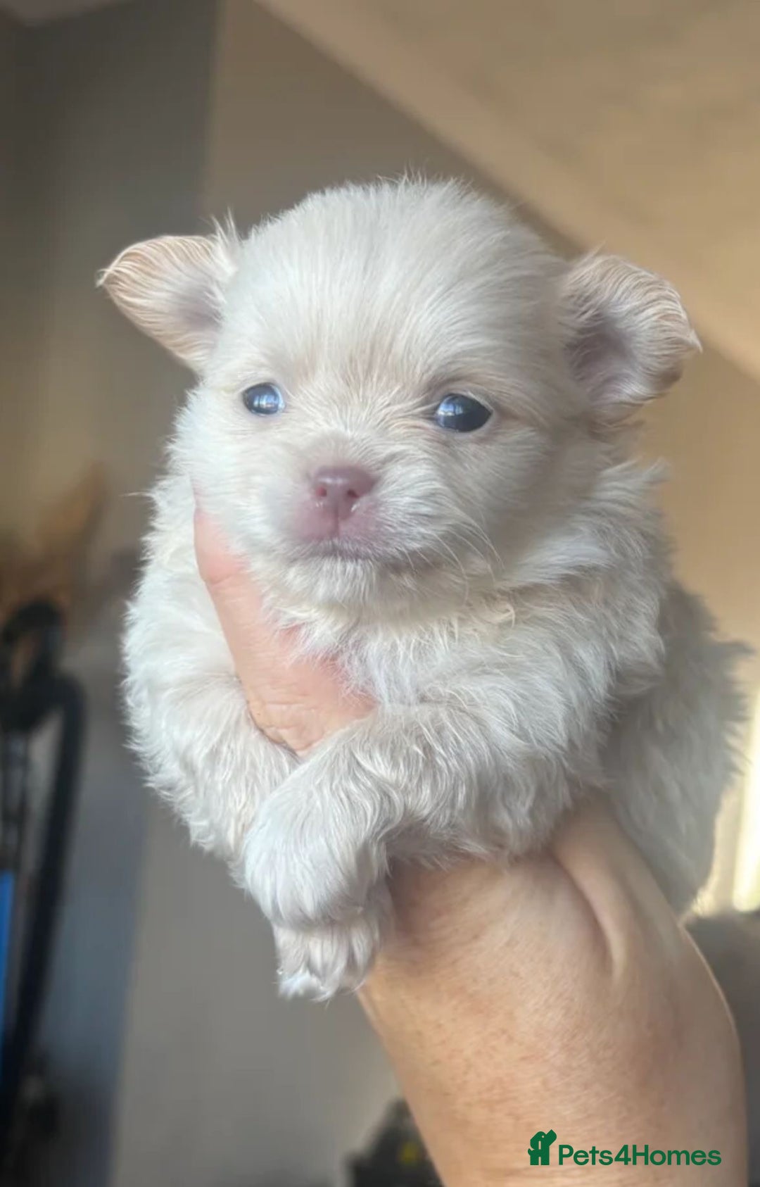 Pomeranian dogs for stud: 2kg, KC Registered, Proven, Pomeranian  in Cardiff - Advert 28